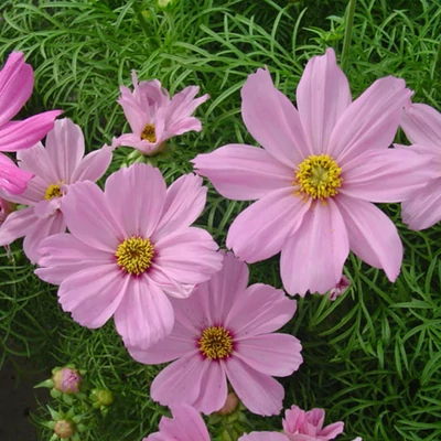 Cosmos bipinnatus 'Sonata® Pink Blush' – Kerti pillangóvirág