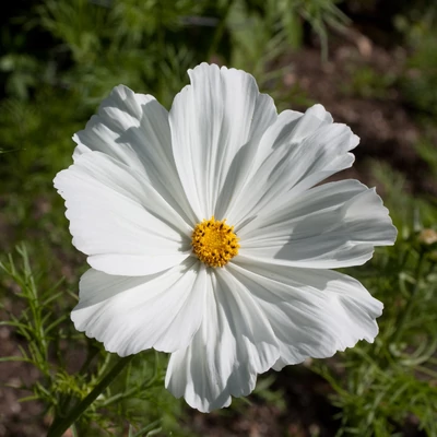 Cosmos bipinnatus 'Sonata® White' – Kerti pillangóvirág