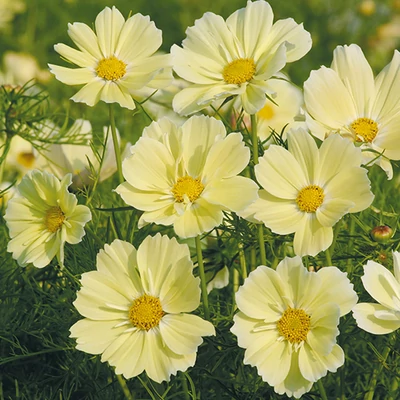Cosmos bipinnatus 'Xantos' – Kerti pillangóvirág