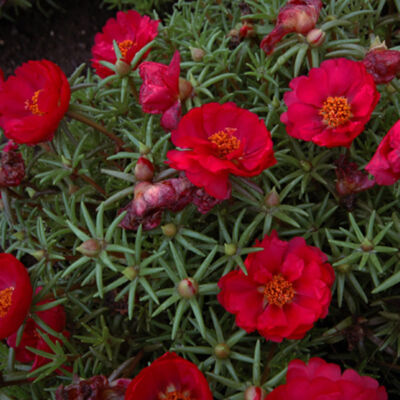 Portulaca grandiflora 'Happy Hour® Deep Red' – Porcsinrózsa (kukacvirág)