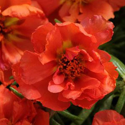 Portulaca grandiflora 'Happy Hour® Orange' – Porcsinrózsa (kukacvirág)