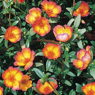 Portulaca oleracea 'Duet® Red on Yellow' – Porcsinrózsa (kukacvirág)