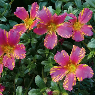 Portulaca oleracea 'Duet® Rose 'n Yellow' – Porcsinrózsa (kukacvirág)