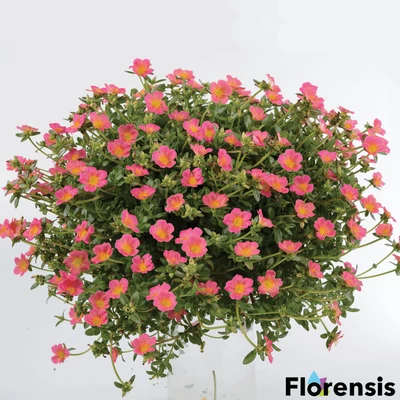 Portulaca oleracea 'Pazzaz® Pink Glow' – Porcsinrózsa (kukacvirág)