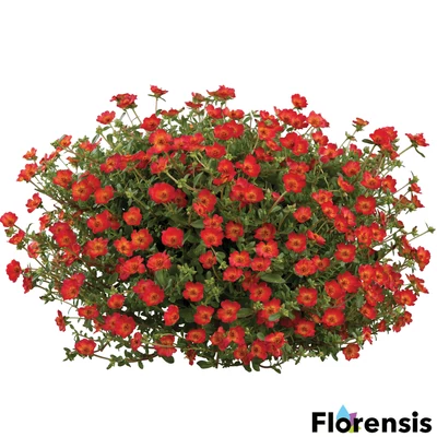 Portulaca oleracea 'Pazzaz® Red Flare' – Porcsinrózsa (kukacvirág)