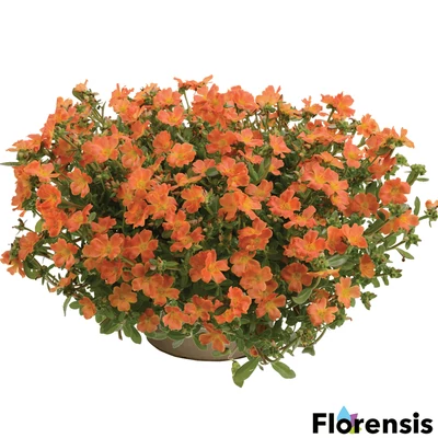 Portulaca oleracea 'Pazzaz® Tangerine' – Porcsinrózsa (kukacvirág)