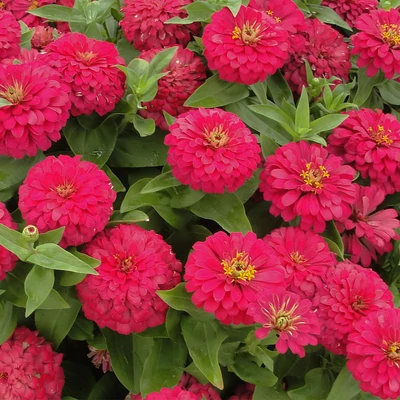 Zinnia elegans 'Magellan® Cherry' – Pompás rézvirág
