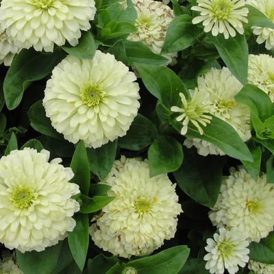 Zinnia elegans 'Magellan® Ivory' – Pompás rézvirág