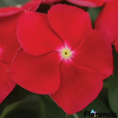 Catharanthus roseus 'Titan® Really Red' – Rózsameténg