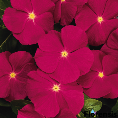 Catharanthus roseus 'Titan® Rose' – Rózsameténg