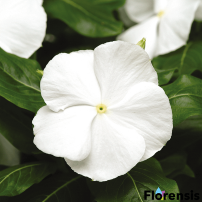 Catharanthus roseus 'Titan® White Pure' – Rózsameténg