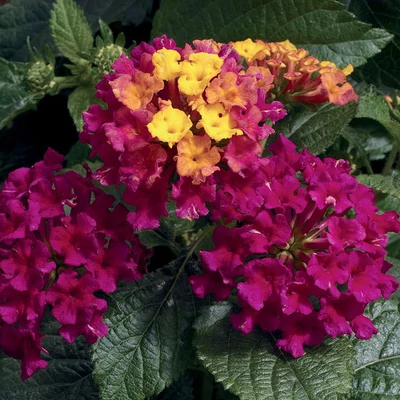 Lantana camara 'Bandana® Cherry' – Sétányrózsa