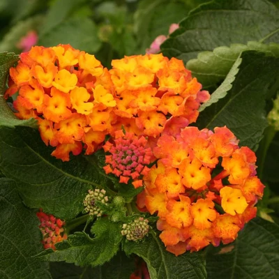 Lantana camara 'Bandana® Orange' – Sétányrózsa