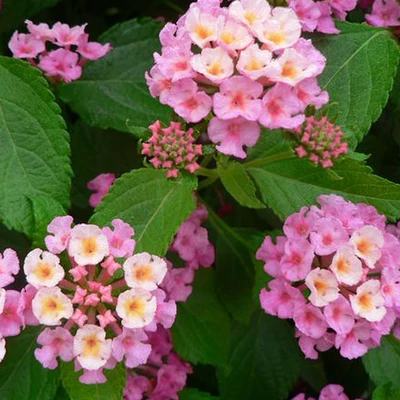 Lantana camara 'Bandana® Rose' – Sétányrózsa