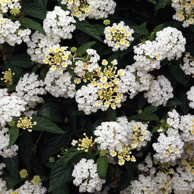 Lantana camara 'Bandana® White' – Sétányrózsa