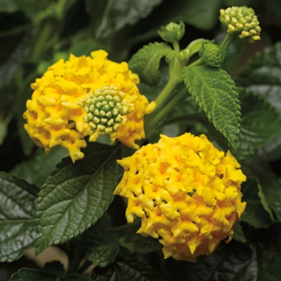 Lantana camara 'Bandana® Yellow' – Sétányrózsa