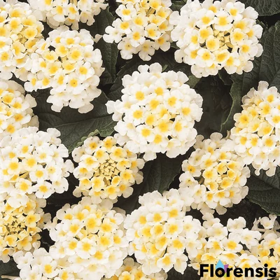 Lantana camara 'Lucky® White' - Sétányrózsa