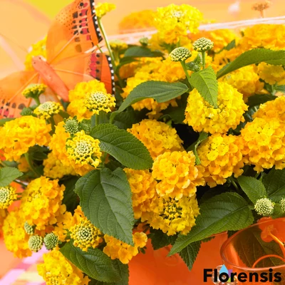 Lantana camara 'Lucky® Yellow' - Sétányrózsa