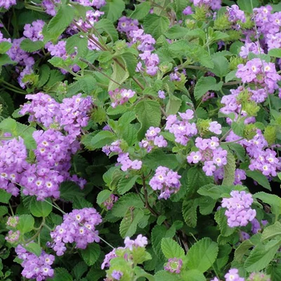Lantana camara 'Sellowiana® Purple' – Sétányrózsa