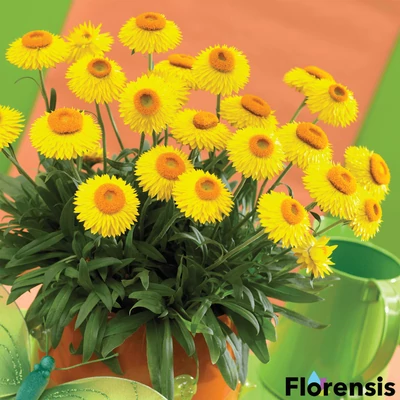 Bracteantha 'Dreamtime Jumbo® Yellow' – Szalmavirág
