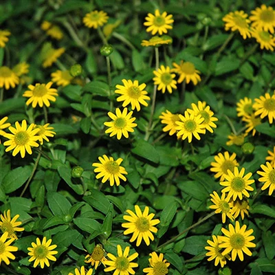 Sanvitalia procumbens 'Sunvy® Top Gold' – Heverő tömpevirág