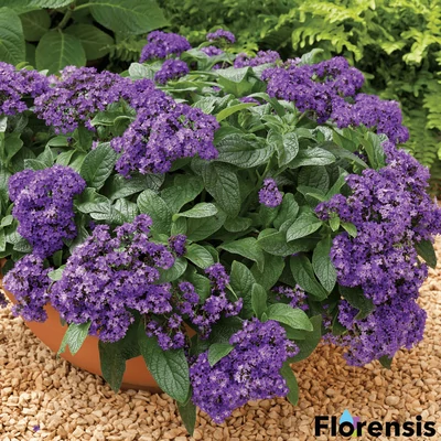 Heliotropium arborescens 'Scentropia®' - Vaníliavirág