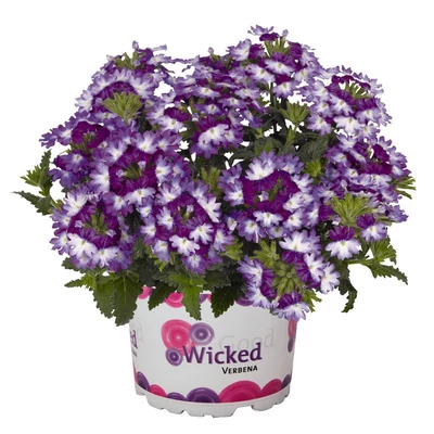 Verbena x hybrida 'Wicked® Great Grape' – Vasfű