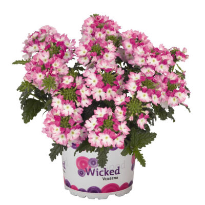Verbena x hybrida 'Wicked® Hot Pink' – Vasfű