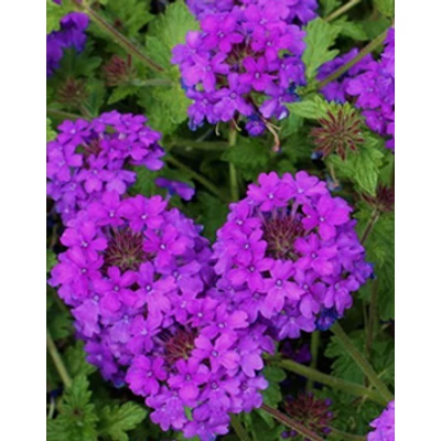 Verbena hybrida - Lila virágú vasfű