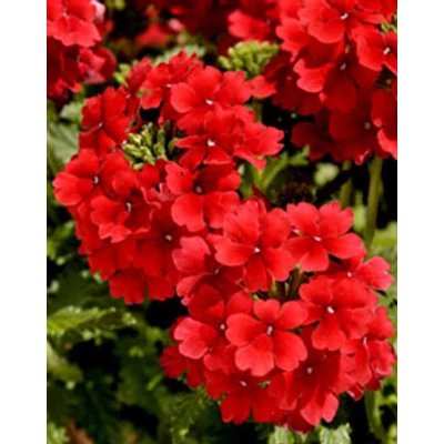 Verbena hybrida - Piros virágú vasfű