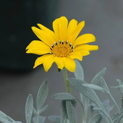 Gazania 'Beda Yellow' – Záporvirág (ámpolna)