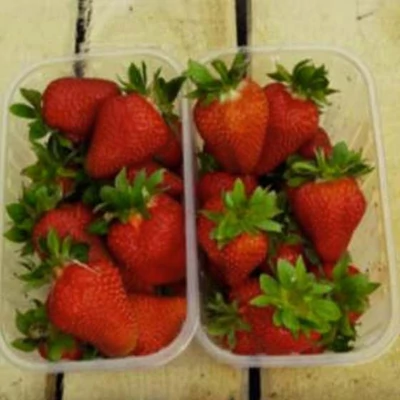 'Amy' (syn.: 'Lofty') eper, ananászeper