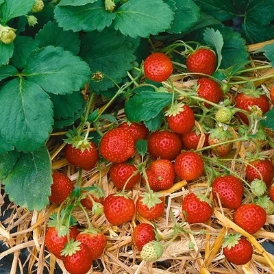 'Anabelle' folytontermő eper, ananászeper