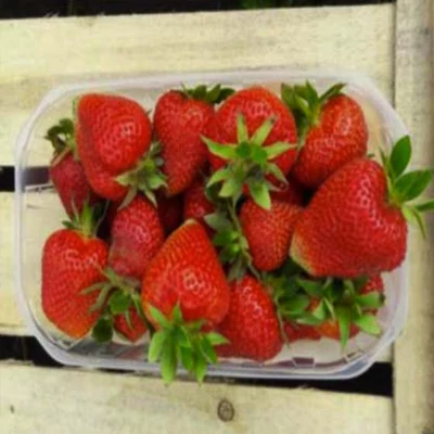 'Aprica' eper, ananászeper