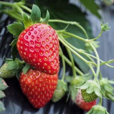 'Cabrillo' folytontermő eper, ananászeper