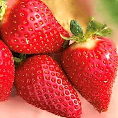 'Dulcinea' folytontermő eper, ananászeper