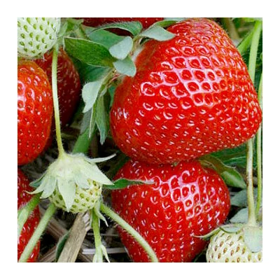 'Fenella' eper, ananászeper