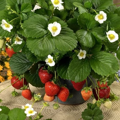 'Loran' folytontermő eper, ananászeper