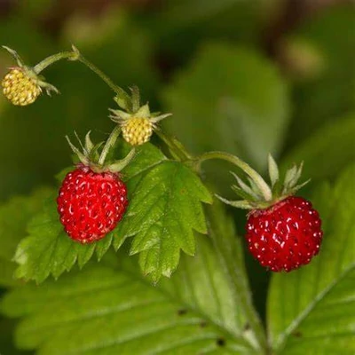 Fragaria vesca 'Regina' – Erdei szamóca