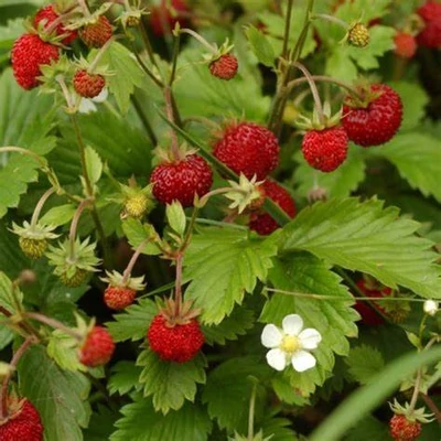 Fragaria vesca 'Rugia' – Erdei szamóca