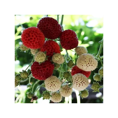 'Framberry' málnaízű-eper palánta