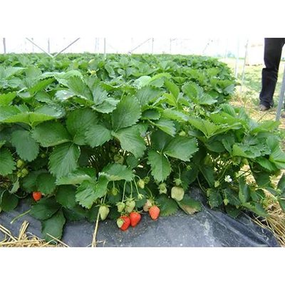 'Joly' eper, ananászeper