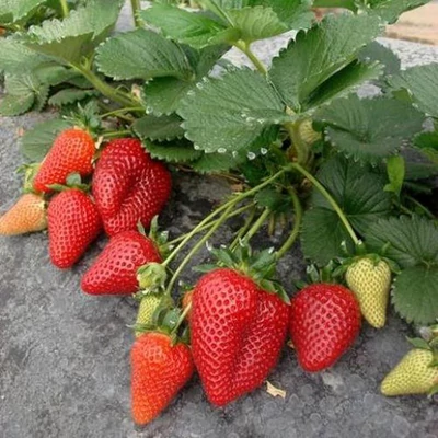 'Malga' folytontermő eper palánta