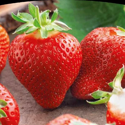 'Mara des Bois' folytontermő eper (4-es pakk)