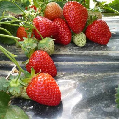 'Olympia' eper, ananászeper