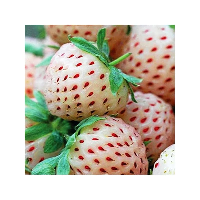 'Pineberry' ananászízű-eper palánta