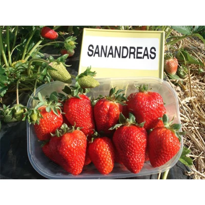 'San Andreas' folytontermő eper, ananászeper