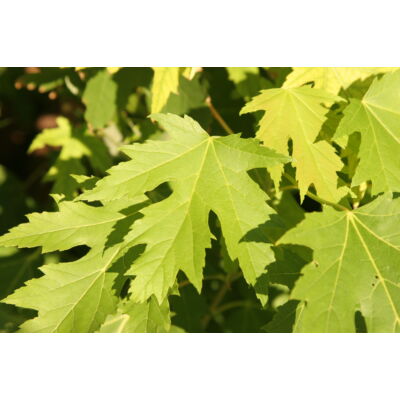 Acer saccharinum – Ezüst juhar