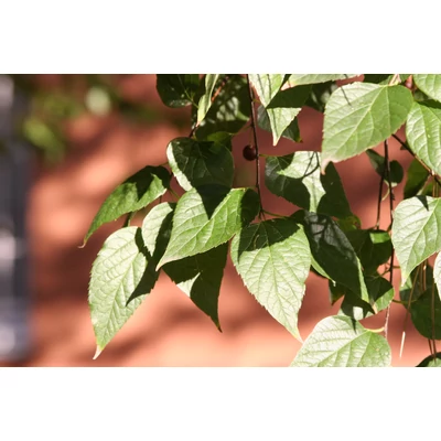 Celtis australis – Déli ostorfa