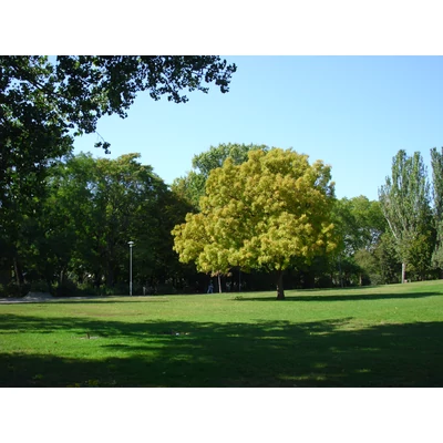 Fraxinus angustifolia – Magyar Kőris